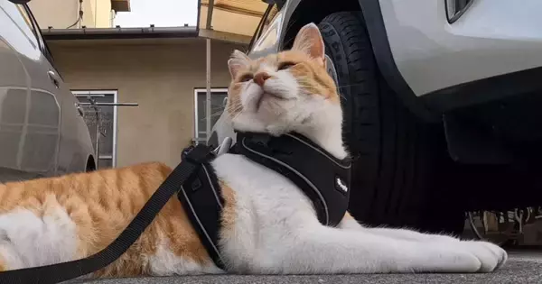 朝５時に目を覚ました元野良猫→日課の散歩に出かけると、大好きなおっちゃんを発見して…微笑ましい光景が126万再生「可愛すぎ」「癒された」