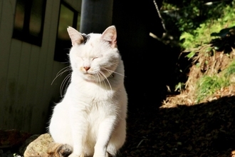 猫の目が『内側に寄っている』ときの原因3つ　生活への影響は？病院に連れて行くべき目安も