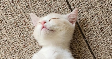 子猫を見たら『思いもよらない姿勢』で眠っていて…まるで人間のような寝相に「猫背って言葉は使えないねｗ」「ぬいぐるみみたい」と反響