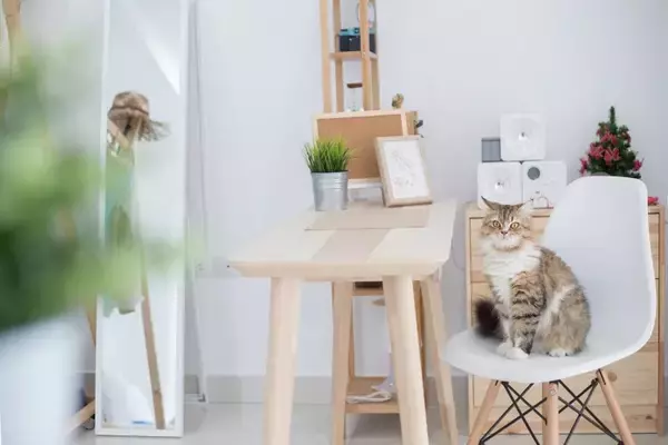 猫との暮らしで起こりうる『思わぬ事故』5選　油断できないリスクから予防策までご紹介