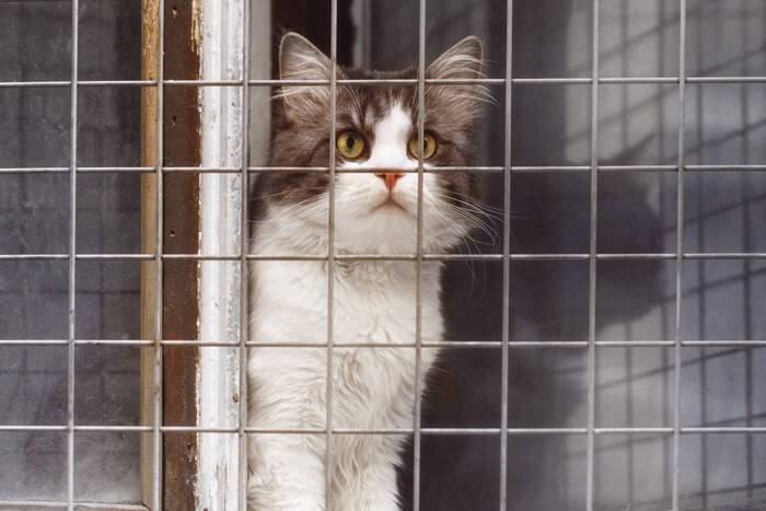 猫との暮らしで起こりうる『思わぬ事故』5選　油断できないリスクから予防策までご紹介