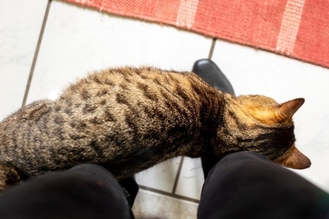 猫が飼い主の『足元をウロつく』5つの理由　行動に隠された心理や接し方のポイント