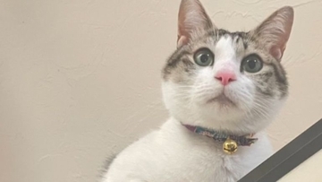 新しい布団を出したら、猫が…予想外の『軽快なステップ』に爆笑の声続々「おもろ可愛いフミフミｗ」「リズミカルで笑った」と42万表示の反響