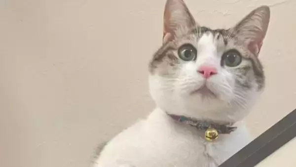 新しい布団を出したら、猫が…予想外の『軽快なステップ』に爆笑の声続々「おもろ可愛いフミフミｗ」「リズミカルで笑った」と42万表示の反響