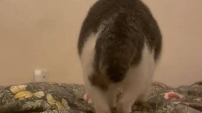 新しい布団を出したら、猫が…予想外の『軽快なステップ』に爆笑の声続々「おもろ可愛いフミフミｗ」「リズミカルで笑った」と42万表示の反響