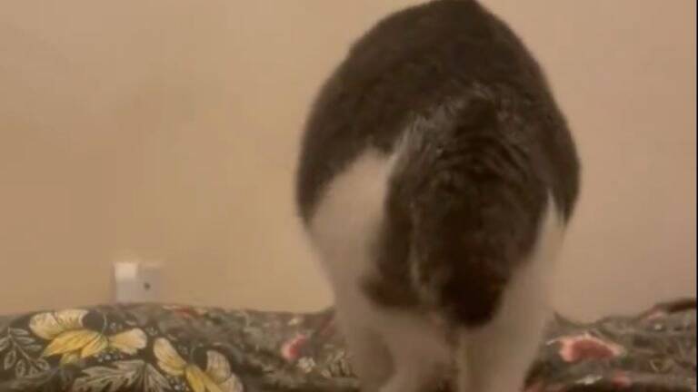 新しい布団を出したら、猫が…予想外の『軽快なステップ』に爆笑の声続々「おもろ可愛いフミフミｗ」「リズミカルで笑った」と42万表示の反響