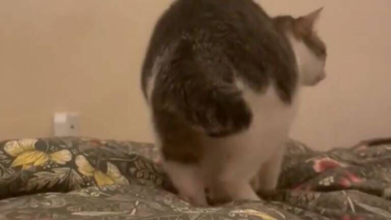 新しい布団を出したら、猫が…予想外の『軽快なステップ』に爆笑の声続々「おもろ可愛いフミフミｗ」「リズミカルで笑った」と42万表示の反響