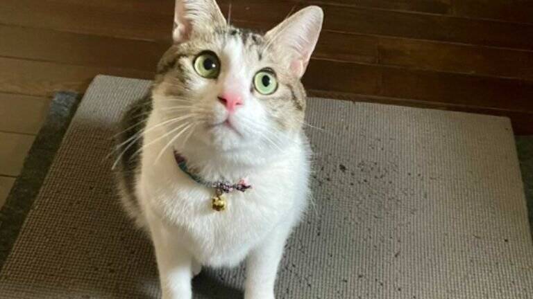 新しい布団を出したら、猫が…予想外の『軽快なステップ』に爆笑の声続々「おもろ可愛いフミフミｗ」「リズミカルで笑った」と42万表示の反響