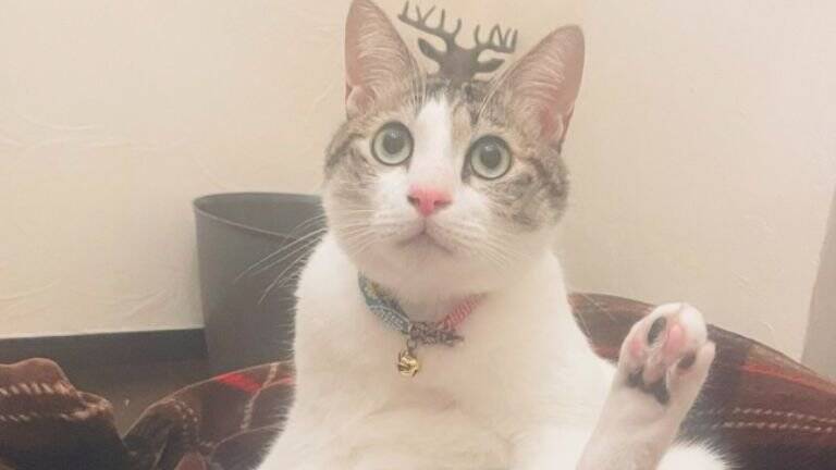 新しい布団を出したら、猫が…予想外の『軽快なステップ』に爆笑の声続々「おもろ可愛いフミフミｗ」「リズミカルで笑った」と42万表示の反響