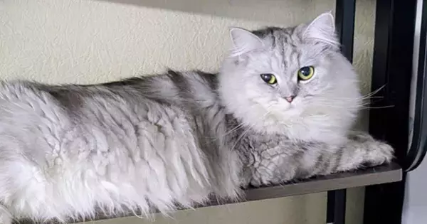 ネコの飼い主さんがふと『棚』を見たら…とんでもなく可愛い『まさかの瞬間』に４万いいねの反響「順番に撫でたいｗ」「幸せな気持ちになった」