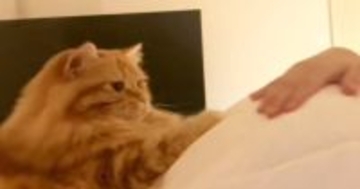 大好きな飼い主さんが『妊娠』したら…愛猫がとった素敵な行動に涙が出てくると252万再生「夫レベル」「辛くても頑張れそう」と感動の声続出