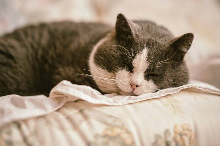 猫が『節分の豆』を食べるのは危険？楽しく安全に過ごすための工夫や注意点