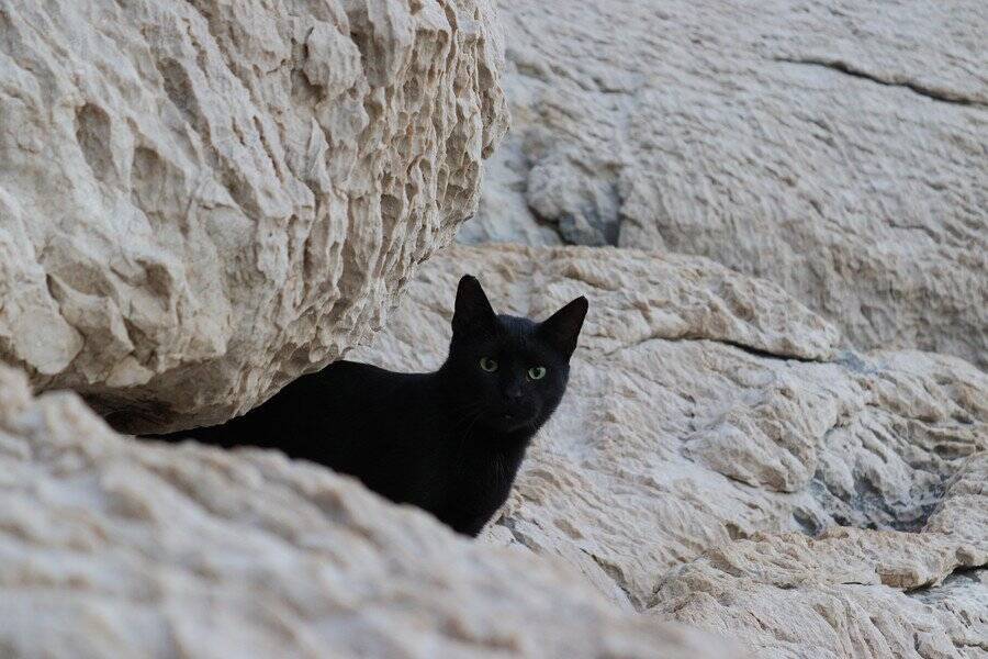 巨石遺跡ストーンヘンジで観客へ「舞台あいさつ」　瞬時に大スターになった黒猫　英国