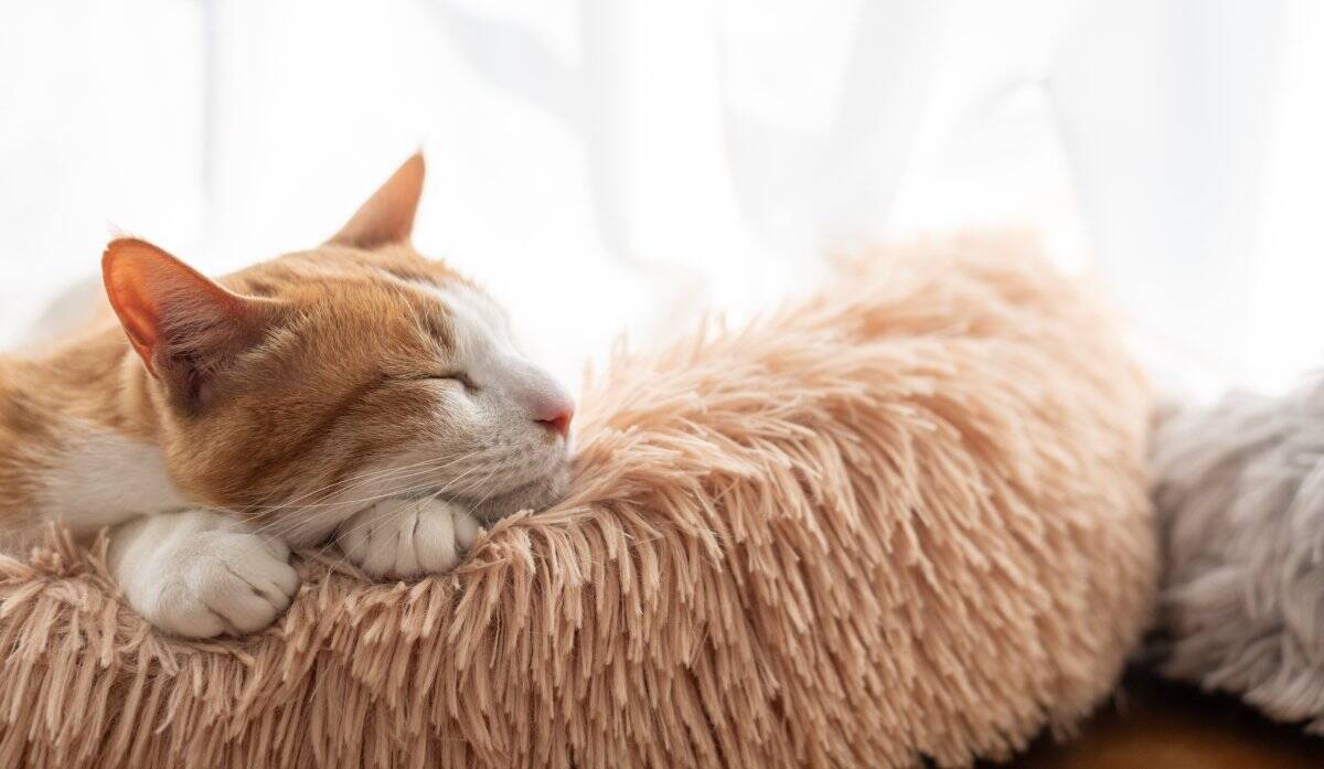 猫と『ずっと一緒』に過ごすデメリット3つ　避けたほうがいい理由から適切な接し方まで