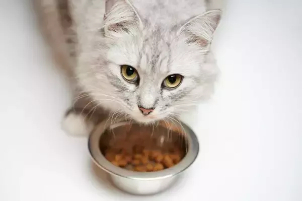 猫が飼い主に『見られたくない』と感じている瞬間4選　配慮してあげたい理由から適切な接し方まで