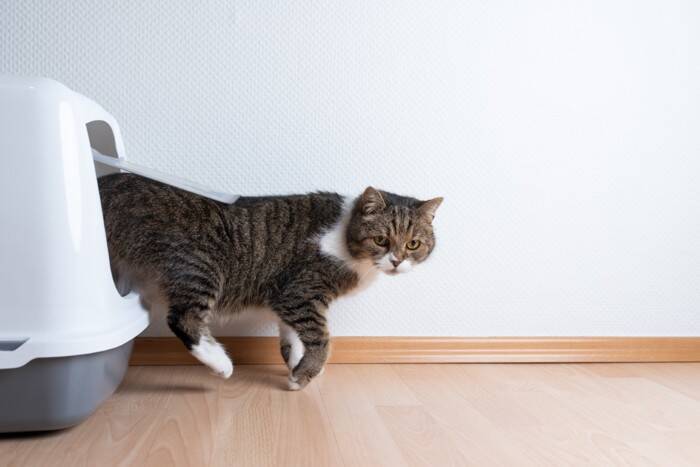猫が飼い主に『見られたくない』と感じている瞬間4選　配慮してあげたい理由から適切な接し方まで