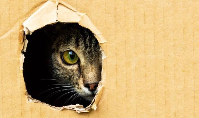 猫が飼い主に『見られたくない』と感じている瞬間4選　配慮してあげたい理由から適切な接し方まで