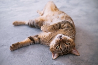 『たくさん愛情を注がれた猫』だけがみせる仕草や行動5選　あなたの愛猫はどう？上手な応え方まで解説