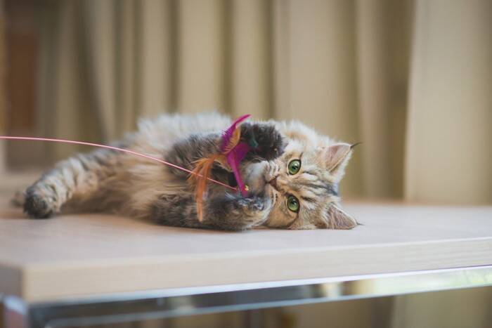 『たくさん愛情を注がれた猫』だけがみせる仕草や行動5選　あなたの愛猫はどう？上手な応え方まで解説