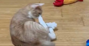 『青いエビのおもちゃ』に反応した猫→次の瞬間…勢いのありすぎる『まさかの行動』に「想像以上ｗ」「嫌なことあった？ｗ」と７万いいね