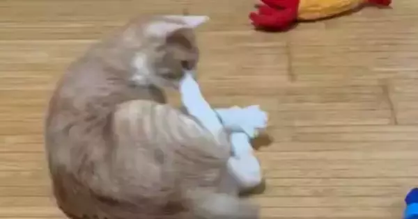 『青いエビのおもちゃ』に反応した猫→次の瞬間…勢いのありすぎる『まさかの行動』に「想像以上ｗ」「嫌なことあった？ｗ」と７万いいね