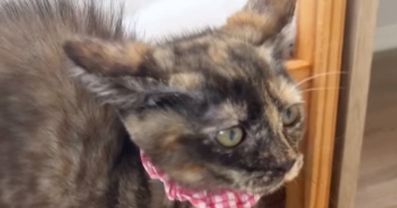 突然、全身の毛を逆立てて『やんのか』し始めた子猫…尊すぎる光景が19万再生「見えてはいけないモノが見えてる」「ないすパヤパヤ」