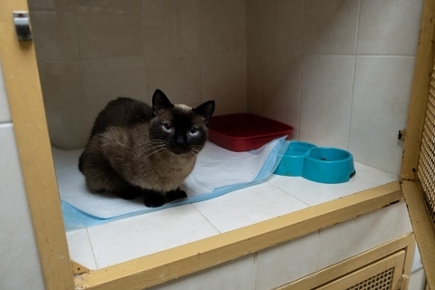 猫が『入院することになる』4つの原因　治療や検査が必要なケースとは？備えておきたいことも