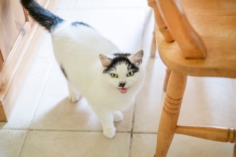 猫が『身代わり』になって飼い主を救ったエピソード4選　偶然とは思えない不思議な逸話とは