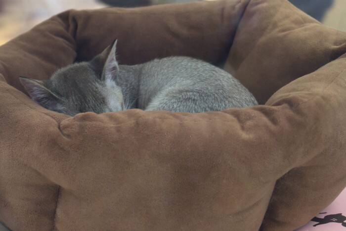 猫が『身代わり』になって飼い主を救ったエピソード4選　偶然とは思えない不思議な逸話とは