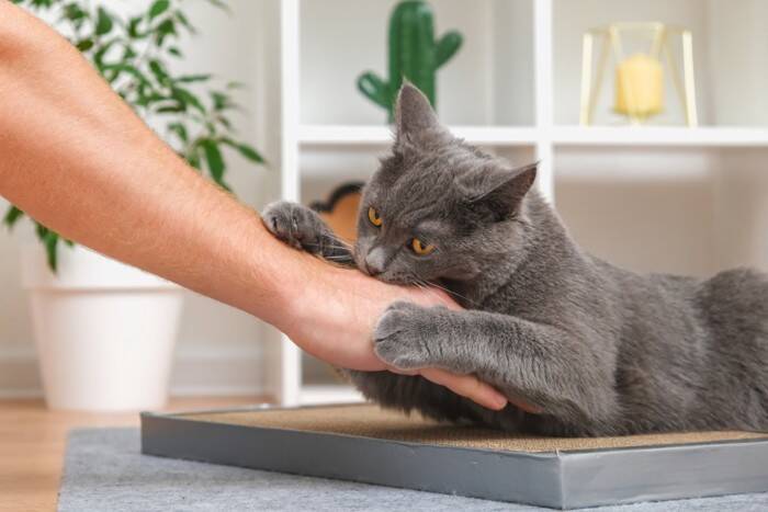 猫が『身代わり』になって飼い主を救ったエピソード4選　偶然とは思えない不思議な逸話とは