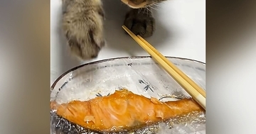 鮭をバレないように取ろうとする猫→『顔』を見てみると…まさかの光景が171万再生「全然バレてるのにｗ」「めちゃめちゃかわいい」