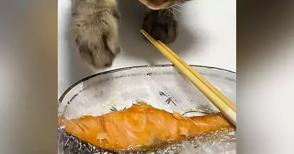 鮭をバレないように取ろうとする猫→『顔』を見てみると…まさかの光景が171万再生「全然バレてるのにｗ」「めちゃめちゃかわいい」