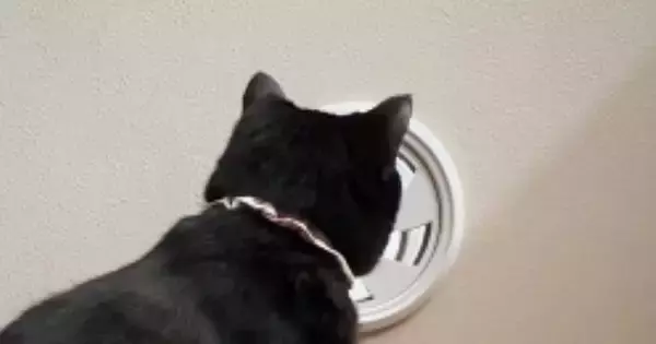 換気口を『真剣に見つめていた猫』→気になった飼い主が覗いてみると『驚愕の光景』に「思わず叫んでしまった」「お手柄にゃ」と10万再生
