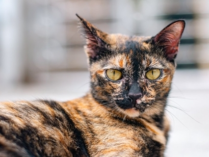 思わず見入る美しさを持つ『べっこう猫』の魅力5つ　縁起が良いとされるのはなぜ？サビ猫との違いも解説