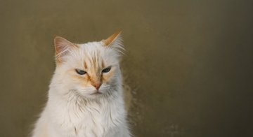 猫が『塩対応』を取りやすい場面3選　急に素っ気なくなる理由や接し方のポイント