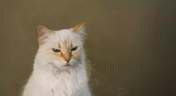 猫が『塩対応』を取りやすい場面3選　急に素っ気なくなる理由や接し方のポイント