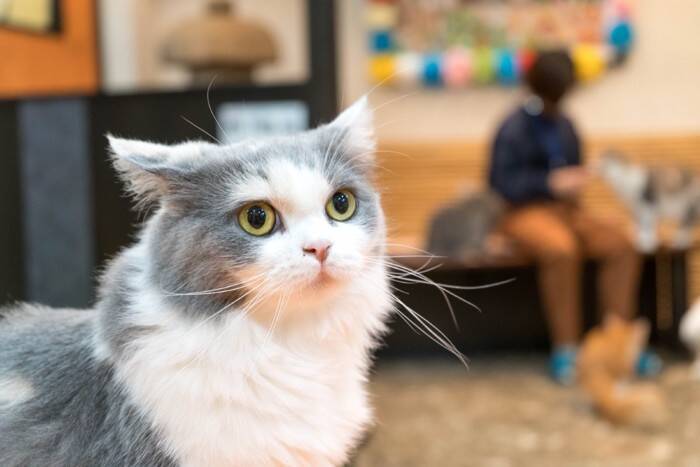 猫が『塩対応』を取りやすい場面3選　急に素っ気なくなる理由や接し方のポイント