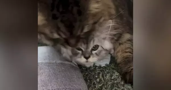 お兄ちゃん猫にたっぷり毛づくろいされた子猫…数秒後の『とんでもない光景』に爆笑「可愛くてしょうがないんだね」「抑え込みｗ」