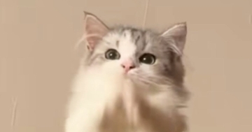 仕事中にふと猫を見たら、キャットタワーの上で…予想外の『可愛すぎる行動』に「何かと交信してるんだな」「夜中の癒し」と22万表示
