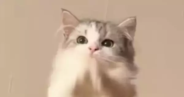 仕事中にふと猫を見たら、キャットタワーの上で…予想外の『可愛すぎる行動』に「何かと交信してるんだな」「夜中の癒し」と22万表示
