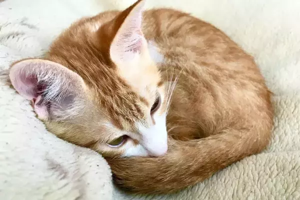 猫が出している見逃し厳禁な『助けて』サイン7選　言葉で言えない猫たちのSOS