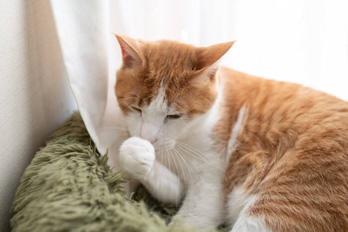 猫が出している見逃し厳禁な『助けて』サイン7選　言葉で言えない猫たちのSOS