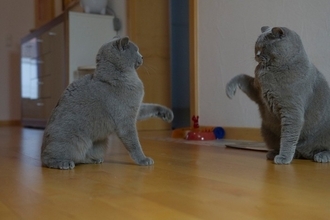 兄弟猫が『急に仲が悪くなった』！考えられる3つの原因と対処法