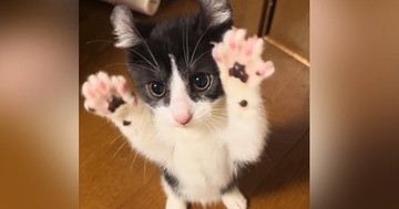 2本足で立っていた子猫→動きが止まったかと思ったら"次の瞬間"…思いもよらない展開が72万再生「やばい可愛すぎるｗ」「AIかと思った」