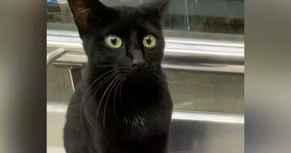 バス停にいつもいると思っていた『仲のいい黒猫』→思いもよらない『衝撃の事実』に10万いいね「なんということでしょうｗ」「笑った」＜海外＞