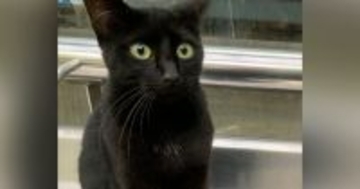 バス停にいつもいると思っていた『仲のいい黒猫』→思いもよらない『衝撃の事実』に10万いいね「なんということでしょうｗ」「笑った」＜海外＞