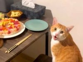 旦那さんの誕生日会→ネコが最初に食卓に座って…『まるで人間の子供のような行動』が15万再生「どんな時でも主役はネコ様」「お利口さん」