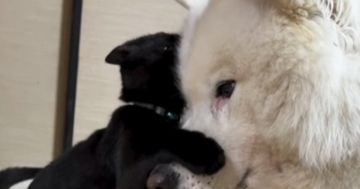 保護された子猫→『優しい先住犬』と2か月一緒に生活した結果…泣けるほど尊い光景が25万再生「理想の組み合わせ」「可愛すぎてたまらん」