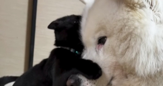 保護された子猫→『優しい先住犬』と2か月一緒に生活した結果…泣けるほど尊い光景が25万再生「理想の組み合わせ」「可愛すぎてたまらん」