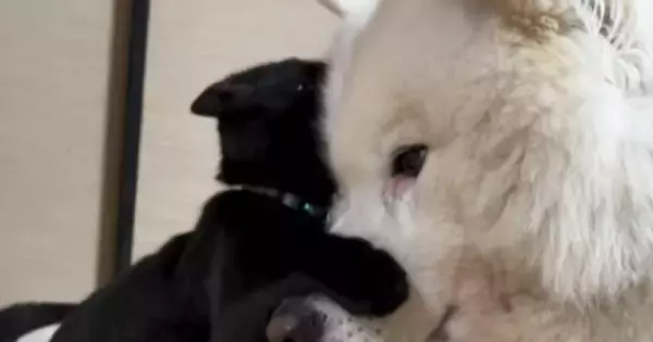 保護された子猫→『優しい先住犬』と2か月一緒に生活した結果…泣けるほど尊い光景が25万再生「理想の組み合わせ」「可愛すぎてたまらん」